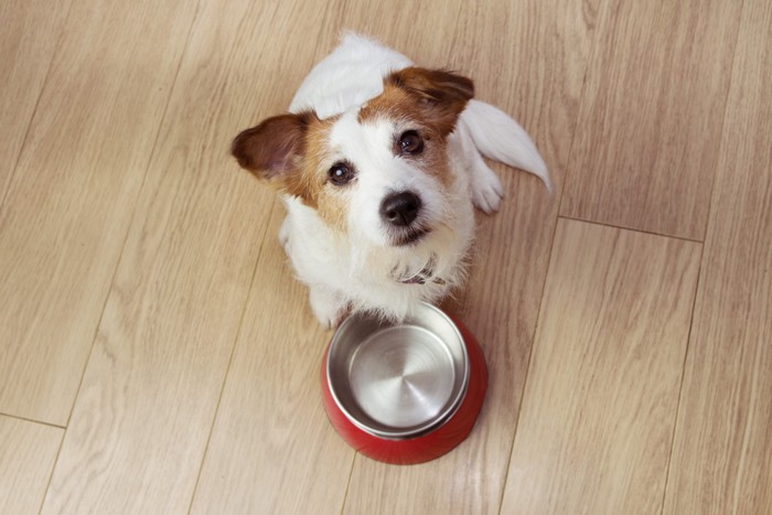 空の食器の前で食べ物を欲しそうに上を見上げる犬