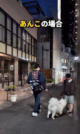 歩いてくる飼い主に駆け寄る白い犬