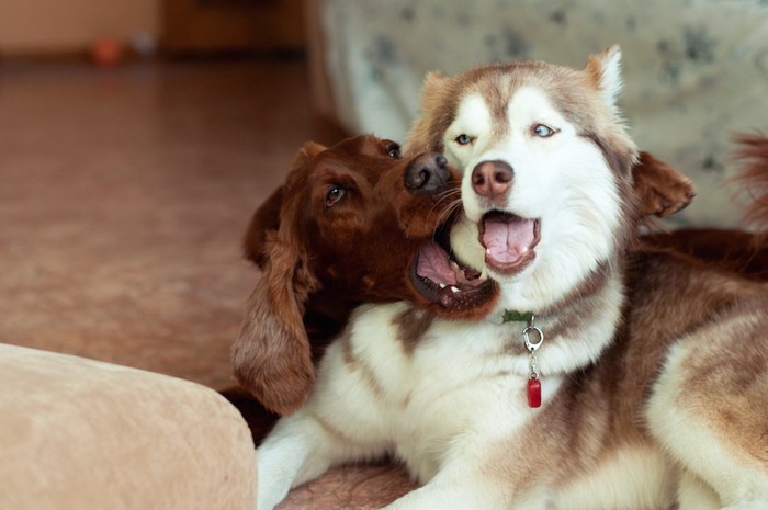 じゃれ合うセッターとハスキー犬