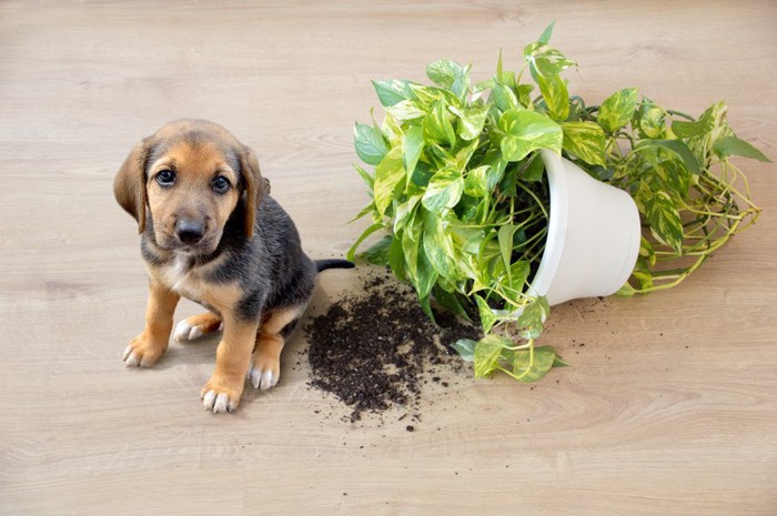 観葉植物と犬