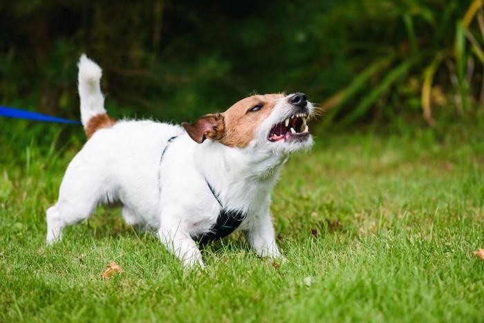 芝生の上で激しく吠える犬