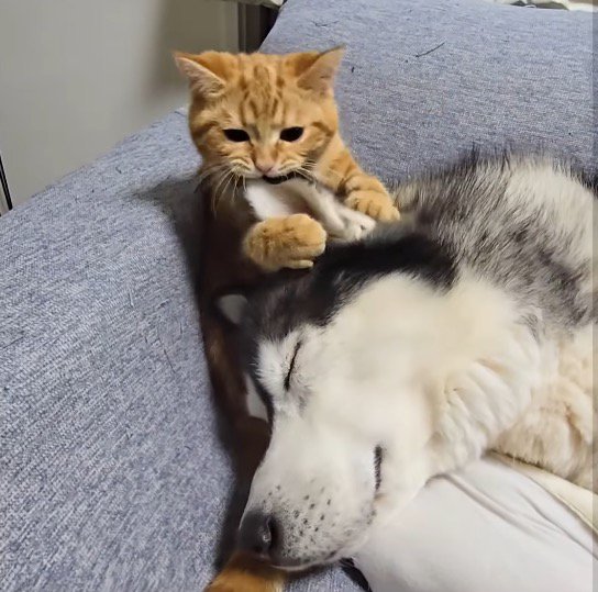 動いている犬の耳を前足で掴む子猫