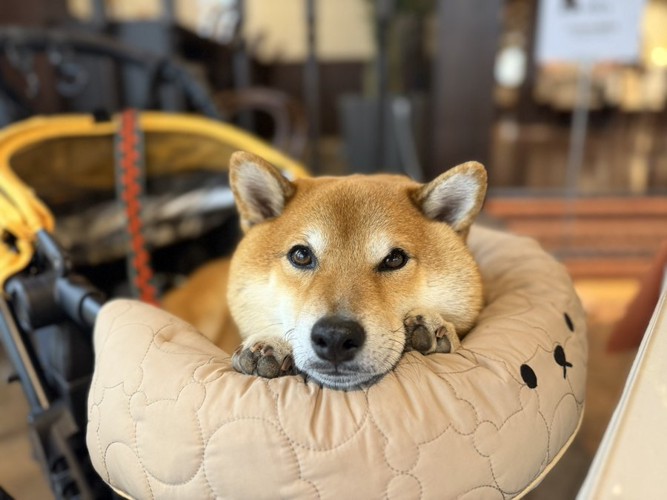 あざとい