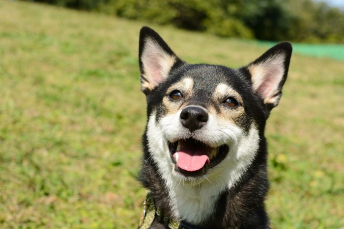 笑顔の柴犬