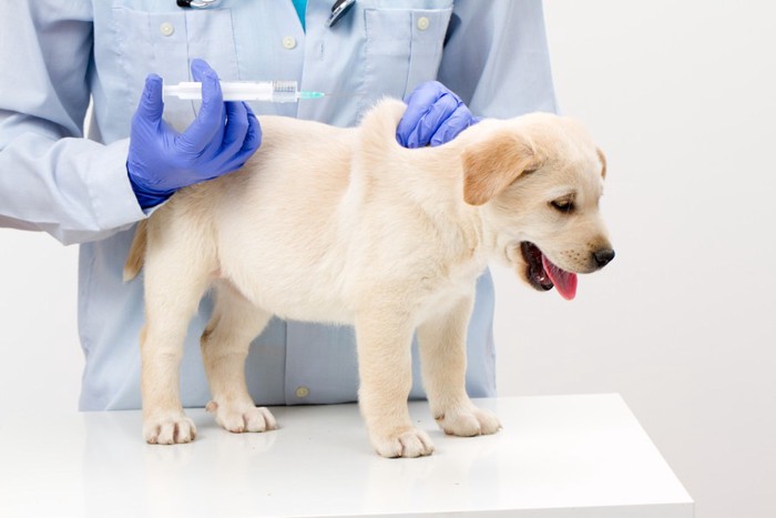 注射を打たれる子犬