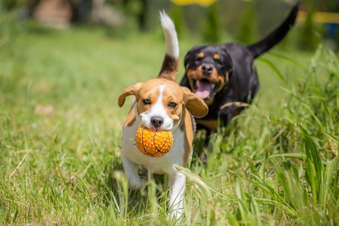 2頭の犬ボール遊び