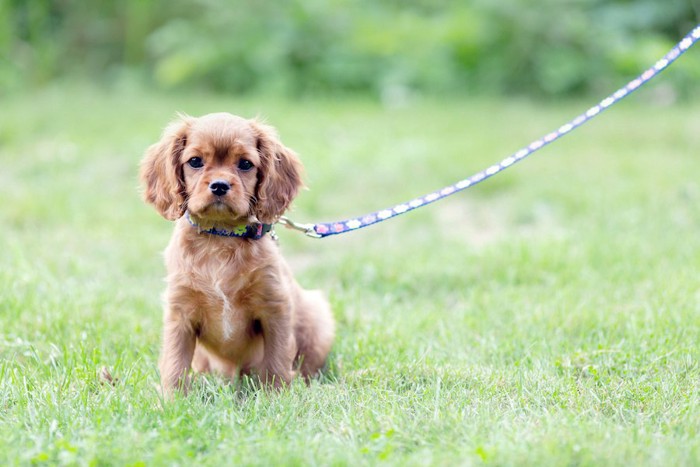 散歩中に芝生の上に座る犬