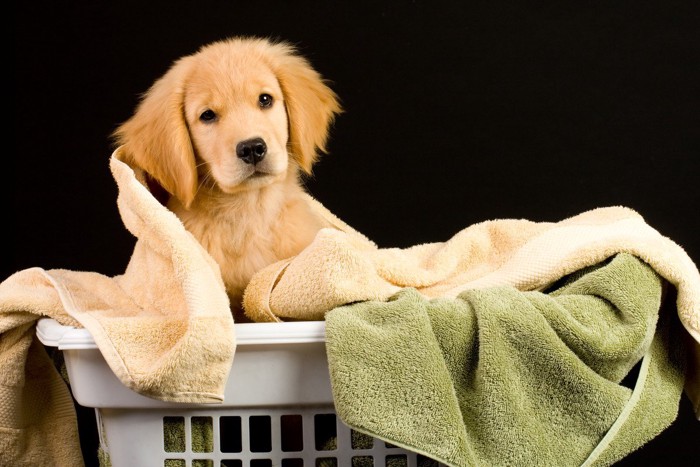 洗濯かごに入る犬