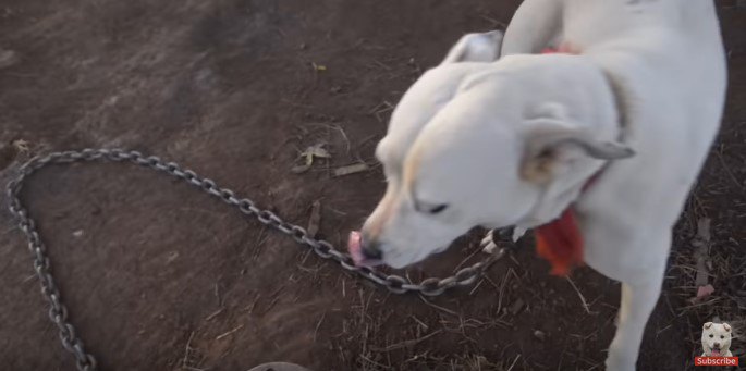 鎖につながれた白犬