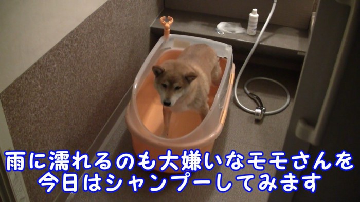 ももちゃん