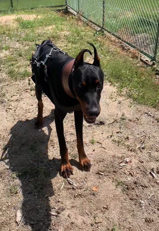 タイソンくんが回復するまで⑩