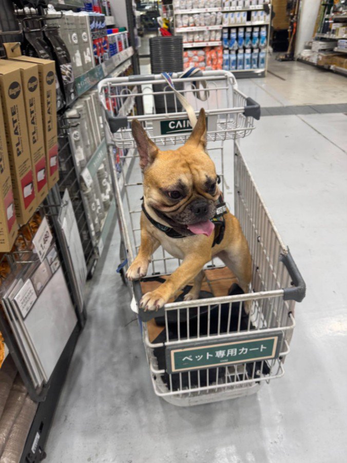 お買い物が大好きなようです