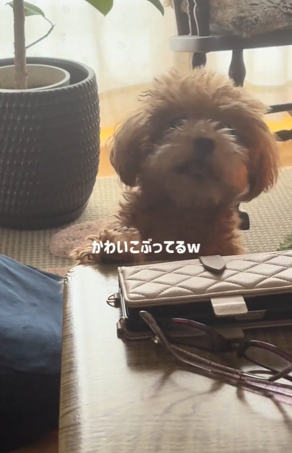 かわいこぶるボムさん