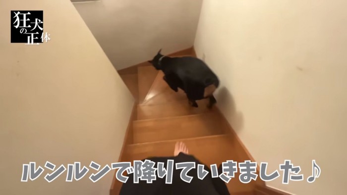 ルンルンで階段を降りるベルちゃん