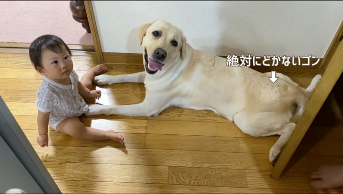 部屋に入ってきた男性を見上げるクリーム色の犬と赤ちゃん