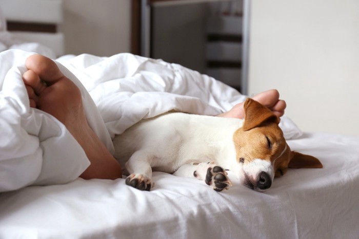 足の間で寝ている犬