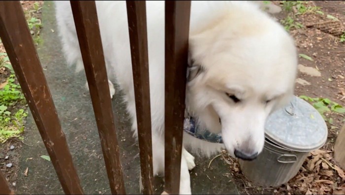 家の門をくぐるオスの犬