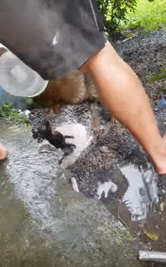 母犬の口から吹っ飛ぶ子犬