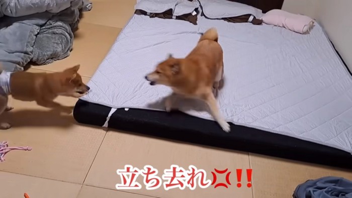 何度も怒るロックくん