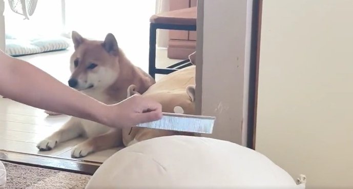 飼い主を見る柴犬