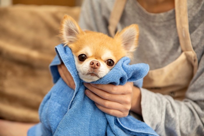 タオルで体を拭かれている犬