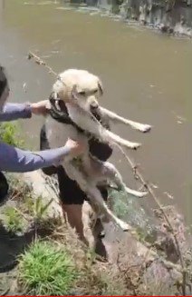 抱き上げられる犬