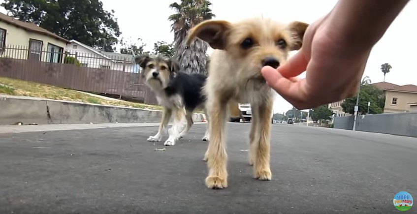 手から食べる子犬