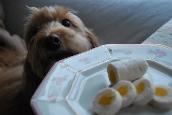 お皿のオヤツとひょっこり顔を覗かせる愛犬