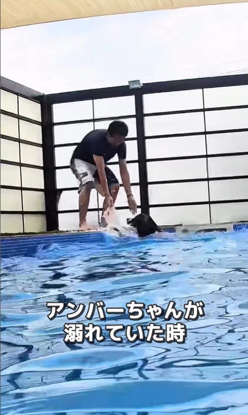 プールで泳ぐ大型犬たちの友情