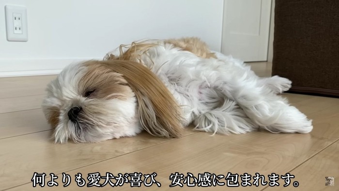 安心感に包まれて眠るしーしーちゃん