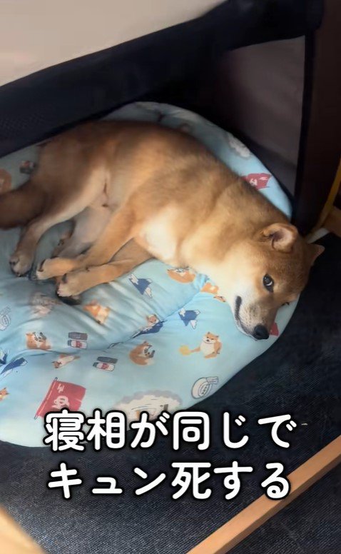 シンクロするぬん君＆ぽた君