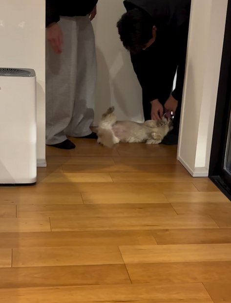 家族に撫でてもらう小型犬