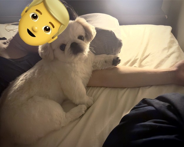 ペキニーズ