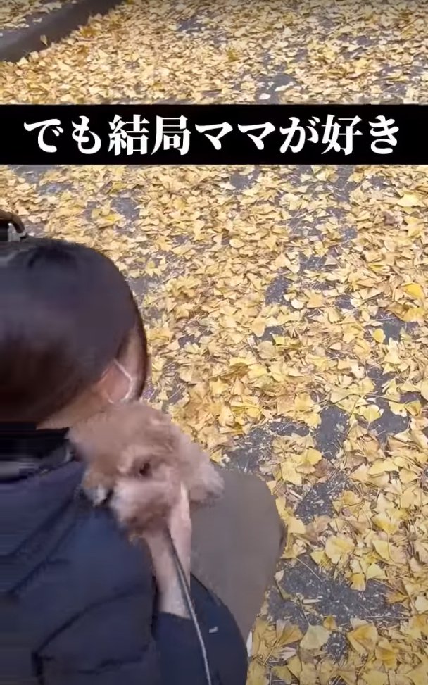 抱っこされる犬