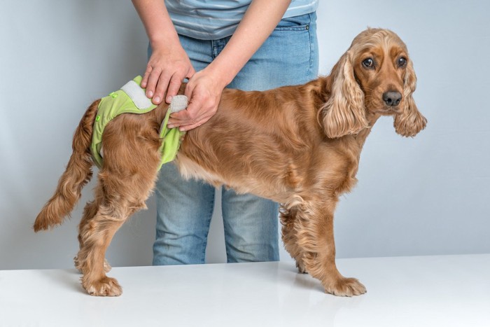 犬にサニタリーパンツを着せる様子