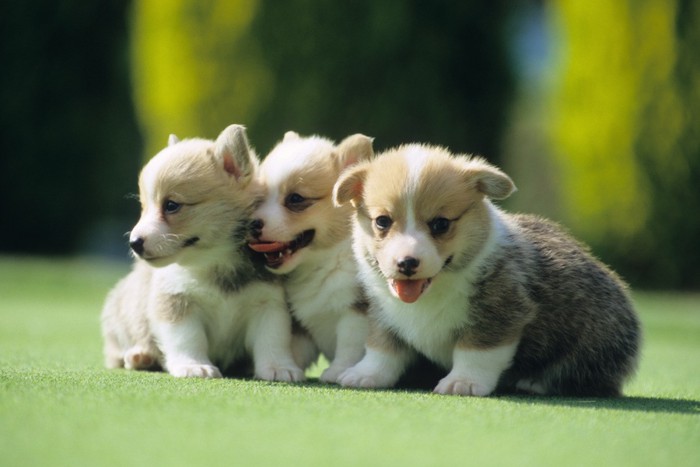 一緒に遊ぶ三匹の子犬