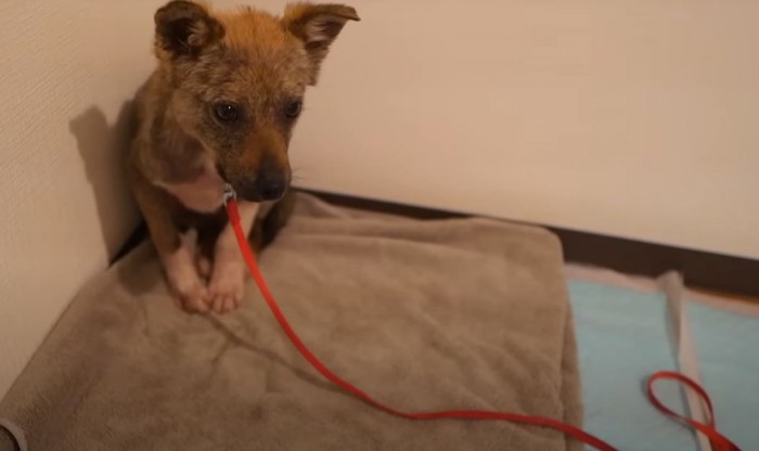 部屋の隅にいる子犬