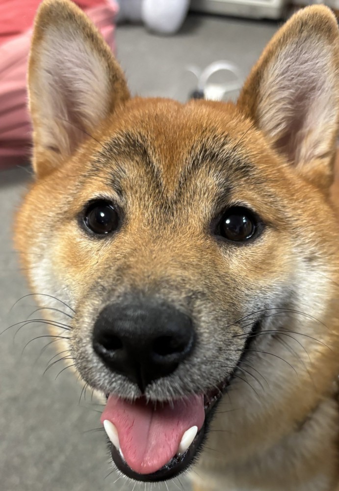 柴犬