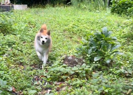 ニッコニコ