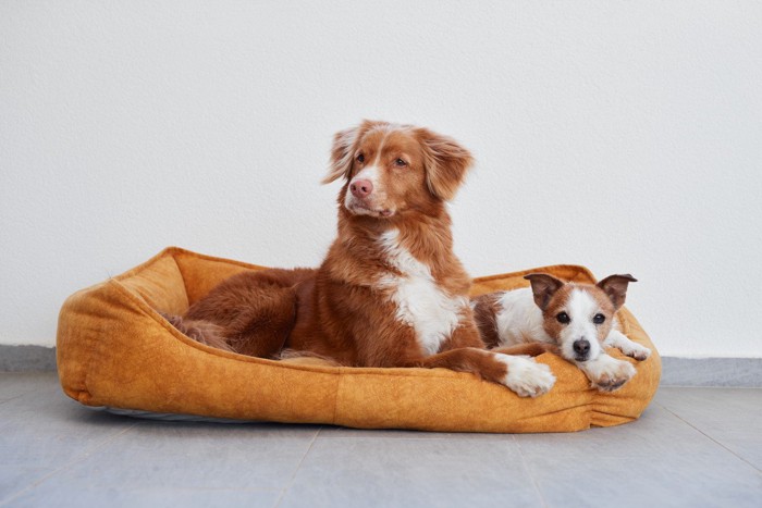 一つのベッドに入る二頭の犬