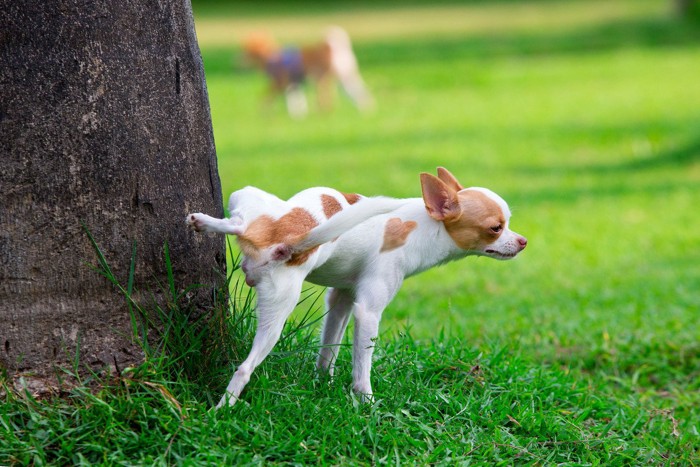 木におしっこをする犬