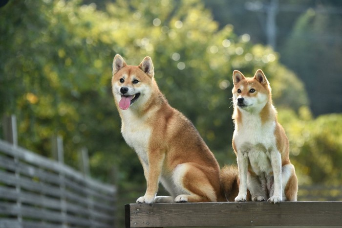 おすわりする柴犬