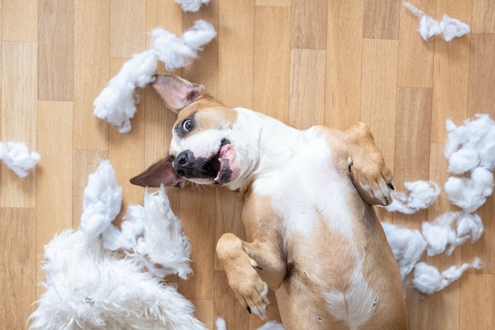 破壊されたぬいぐるみと床に寝転んでお腹を見せる犬