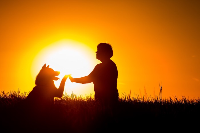 夕日をバックに飼い主にお手をしている犬のシルエット