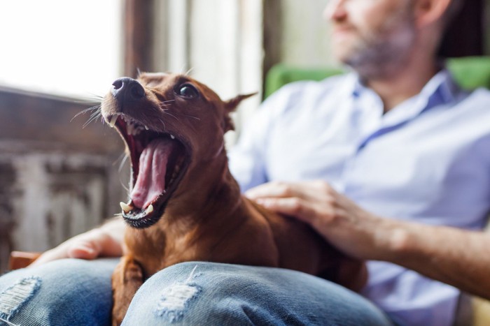 口を開ける犬 