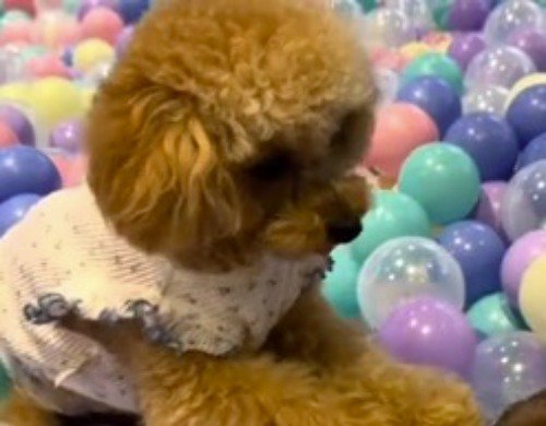 ボールに囲まれて固まる兄犬