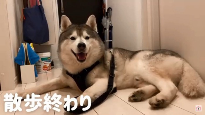 散歩帰りの文太くん