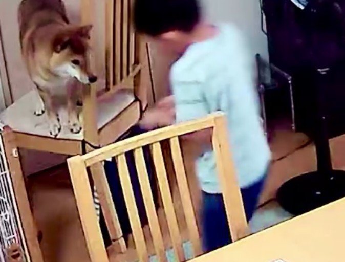 息子さんがやってくると…