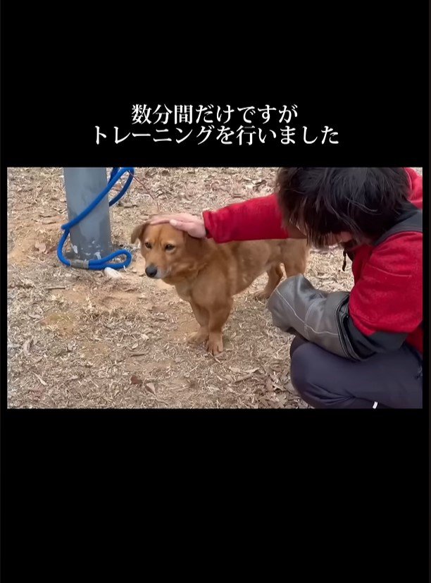 犬を撫でる人