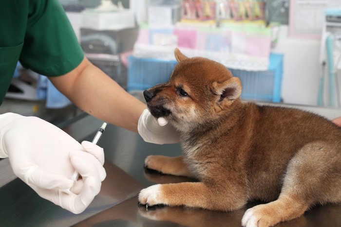 診察を受けている柴犬の子犬